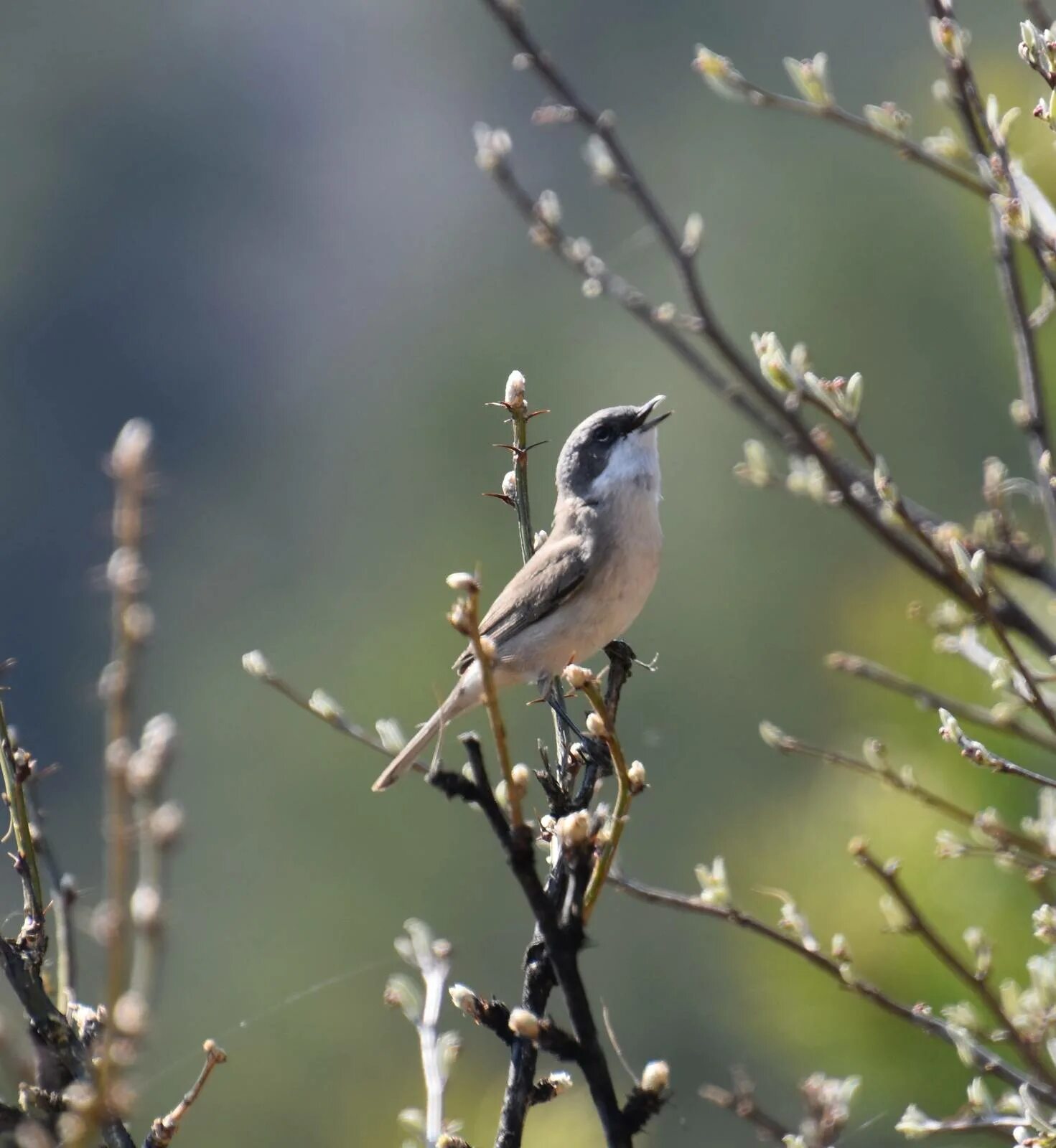 Птица сибири фото и описание Lesser Whitethroat (Sylvia curruca). Birds of Siberia.