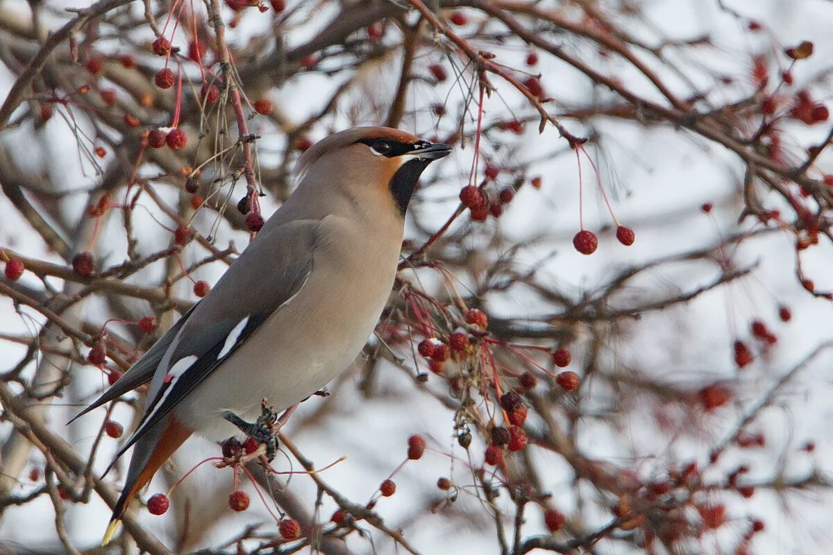 Птица сибири фото и описание Свиристель (Bombycilla garrulus). Птицы Сибири.