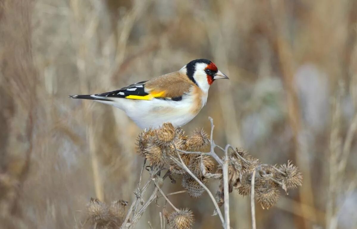 Птица сибири фото и описание Щегол (Carduelis carduelis). Птицы Сибири.