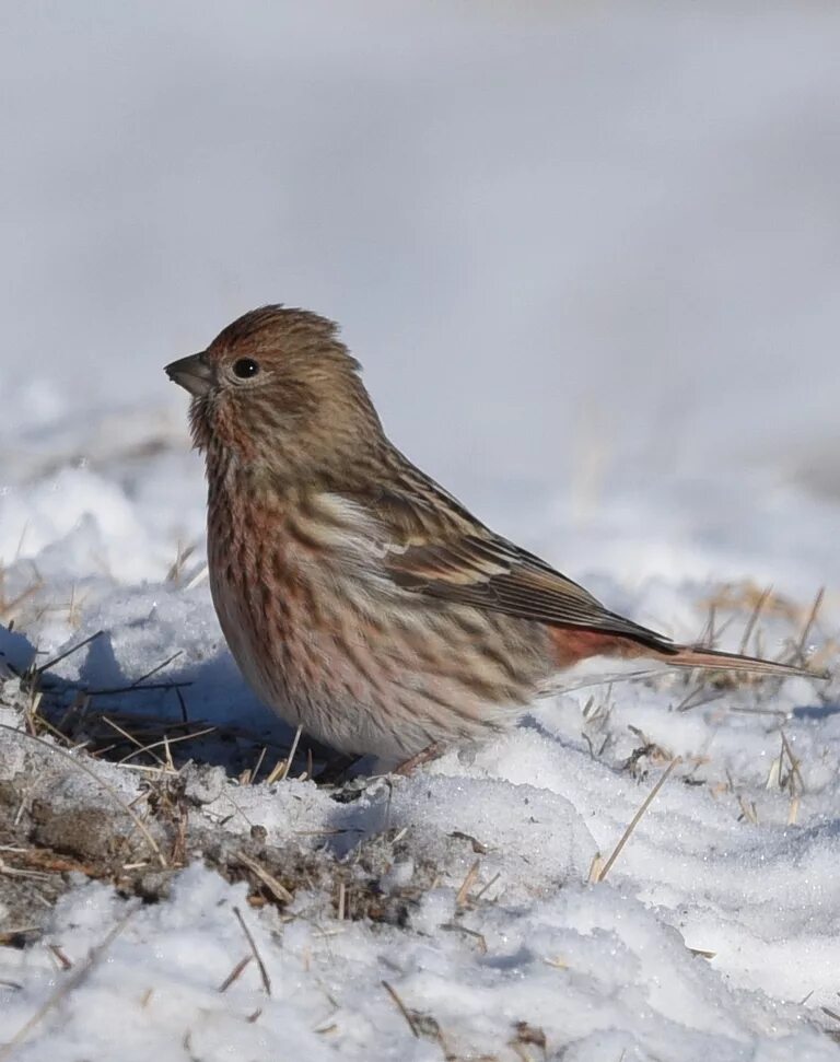 Птица сибири фото и описание Сибирская чечевица (Carpodacus roseus). Птицы Сибири.