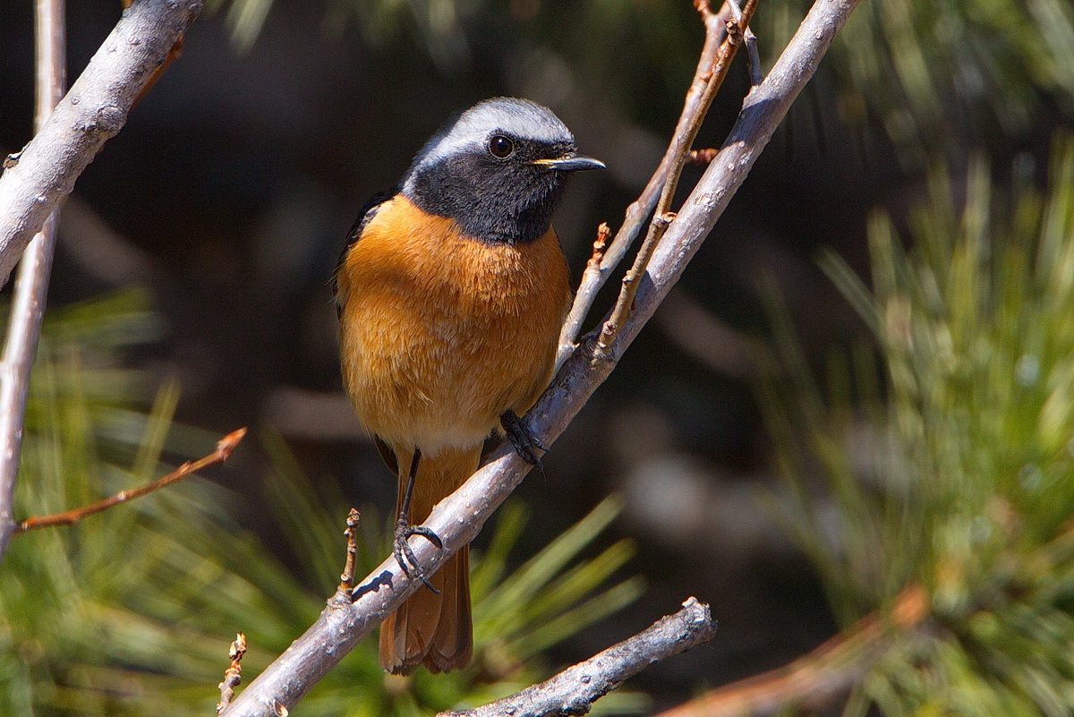 Птица сибири фото и описание Daurian Redstart (Phoenicurus auroreus). Birds of Siberia.