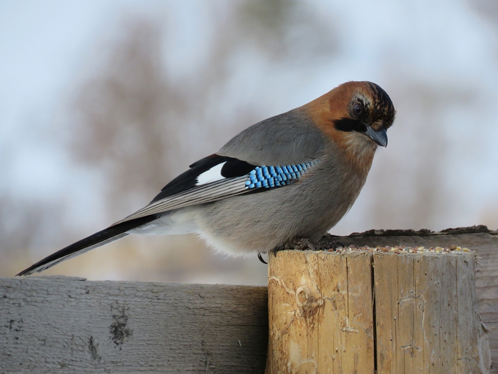 Птица сибири фото и описание Сойка (Garrulus glandarius). Птицы Сибири.