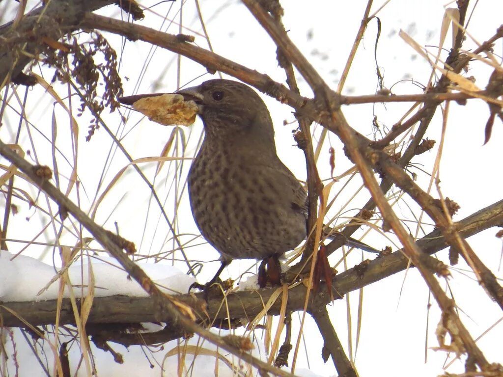 Птица сибири фото и описание Большая чечевица (Carpodacus rubicilla). Птицы Сибири.