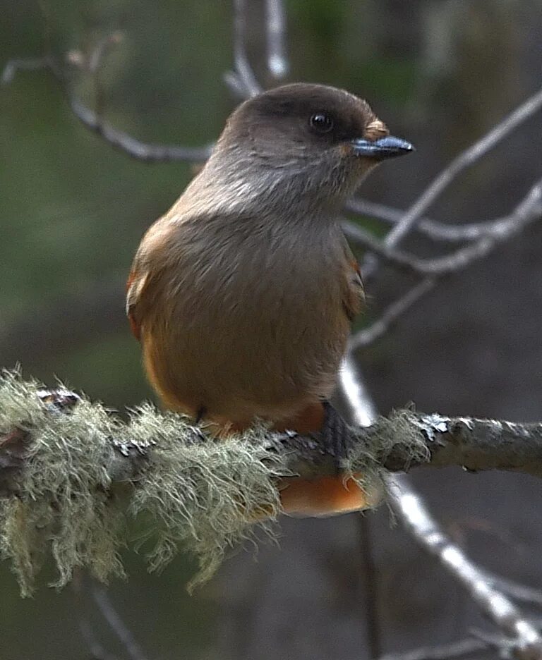 Птица сибири фото и описание Siberian Jay (Perisoreus infaustus). Birds of Siberia.