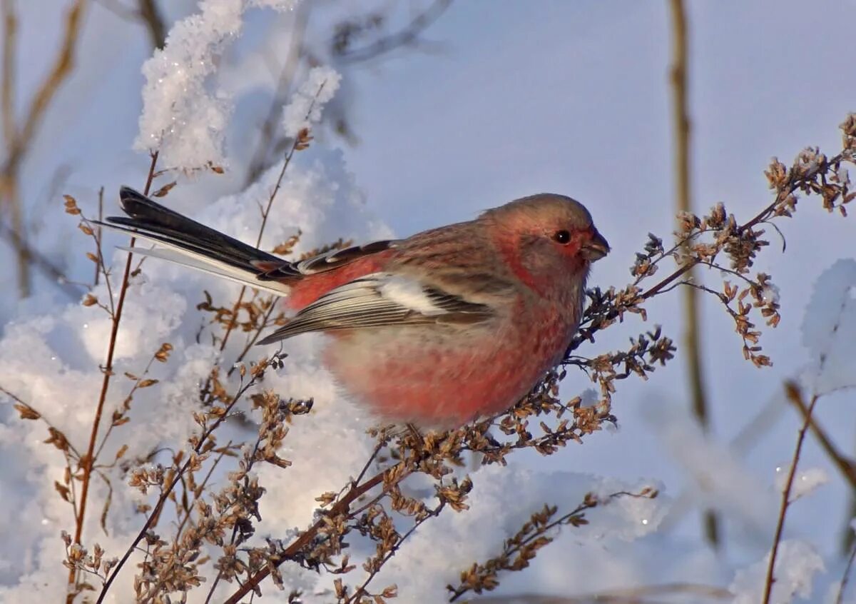 Птица сибири фото и описание Long-tailed Rosefinch (Uragus sibiricus). Birds of Siberia.