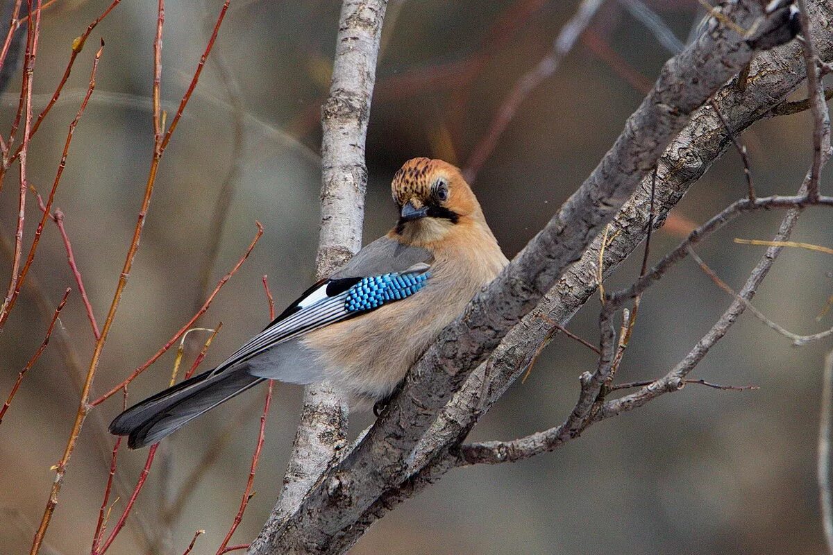 Птица сибири фото и описание Eurasian Jay (Garrulus glandarius). Birds of Siberia.