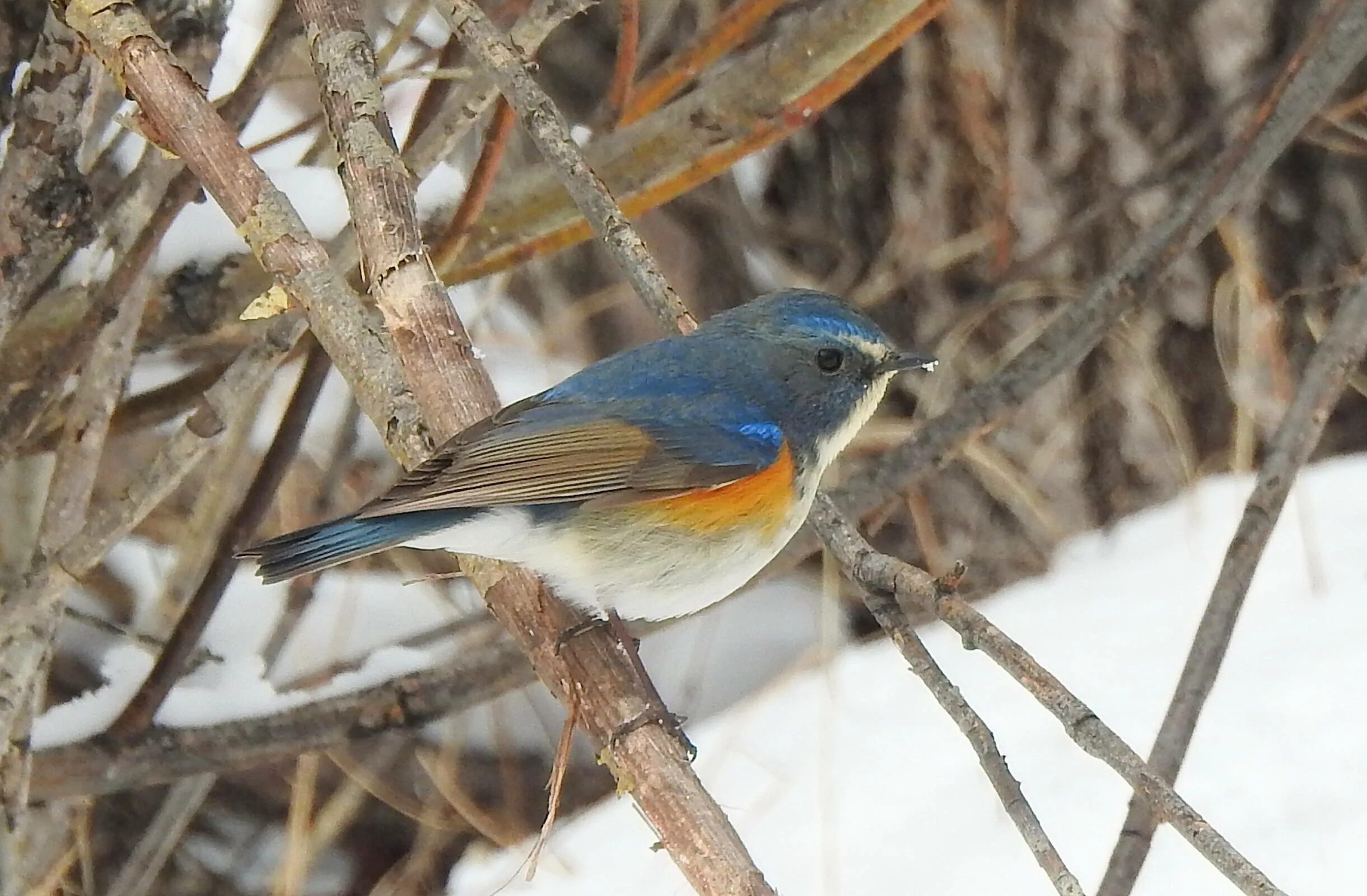 Птица сибири фото и описание Синехвостка (Tarsiger cyanurus). Птицы Сибири.