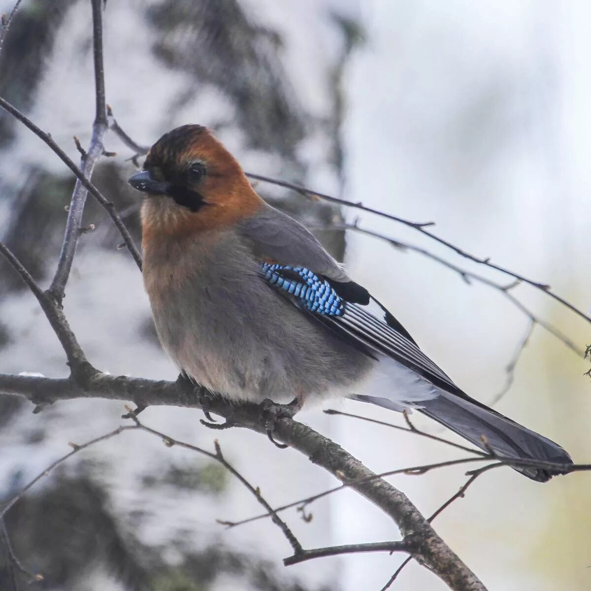 Птица сибири фото и описание Eurasian Jay (Garrulus glandarius). Birds of Siberia.