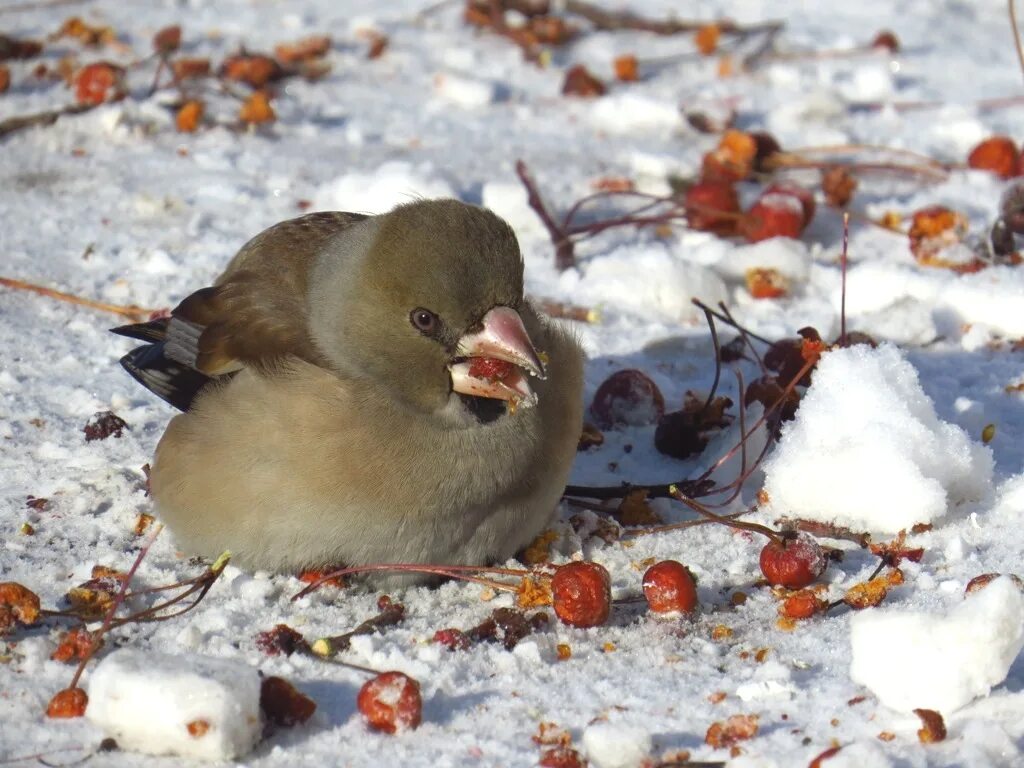 Птица сибири фото и описание Дубонос (Coccothraustes coccothraustes). Птицы Сибири.