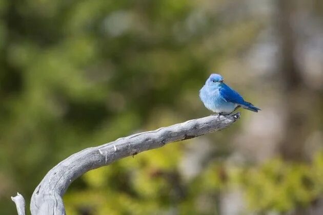 Птица сидит фото Pin by Okba Meziane on جمال الصورة Blue bird, Rv parks, Birds