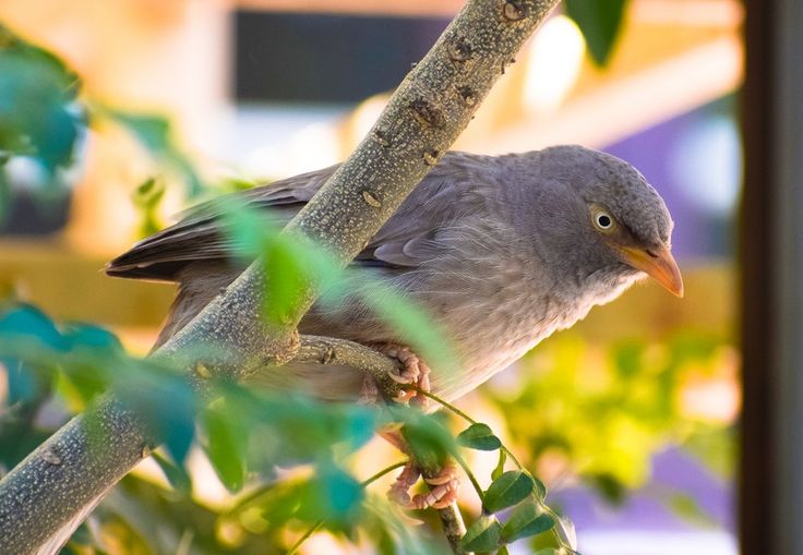 Птица сидит фото Photo by Yash Choudhary on Pexels Bird photo, Pet birds, Bird