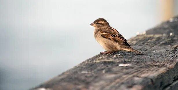 Птица сидит фото Cute Little Bird Sitting on the Pier