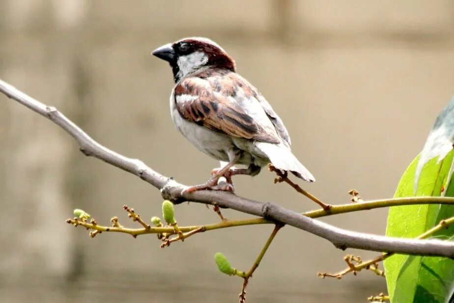 Птица сидит фото Árboles que atraen pájaros a tu jardín Pajaros, Jardines, Tienda de animales