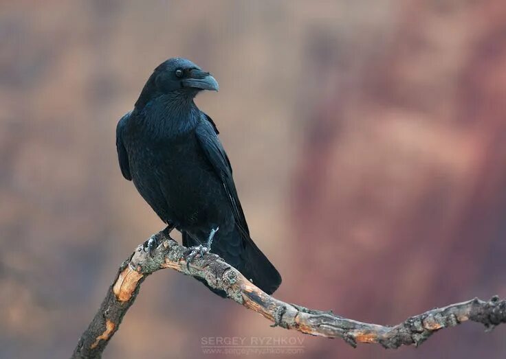 Птица сидит фото Common Raven (Corvus corax) Crow, Crows ravens, Animals