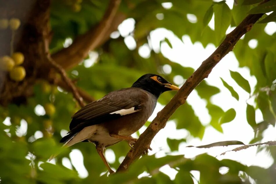 Птица сидит фото Myna Bird on tree branches close-up on blurred background free image download