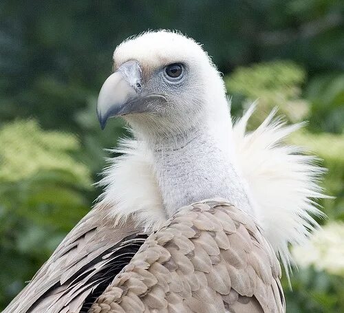 Птица сип фото Griffon Vulture Portrait Vulture, Pet birds, Bald eagle