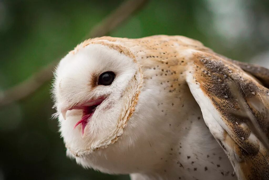 Птица сипуха фото Buttercup the Barn Owl She's a beauty but didn't care for . Flickr