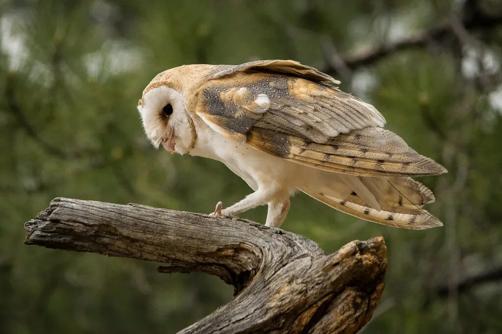 Птица сипуха фото Barn Owl Captive imprint barn owl (Tyto alba). Jon Nelson Flickr