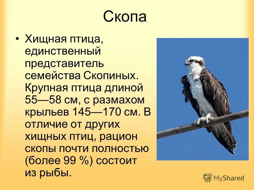 Птица скопа фото и описание Скопа птица википедия 60 фото - ZooClever.ru