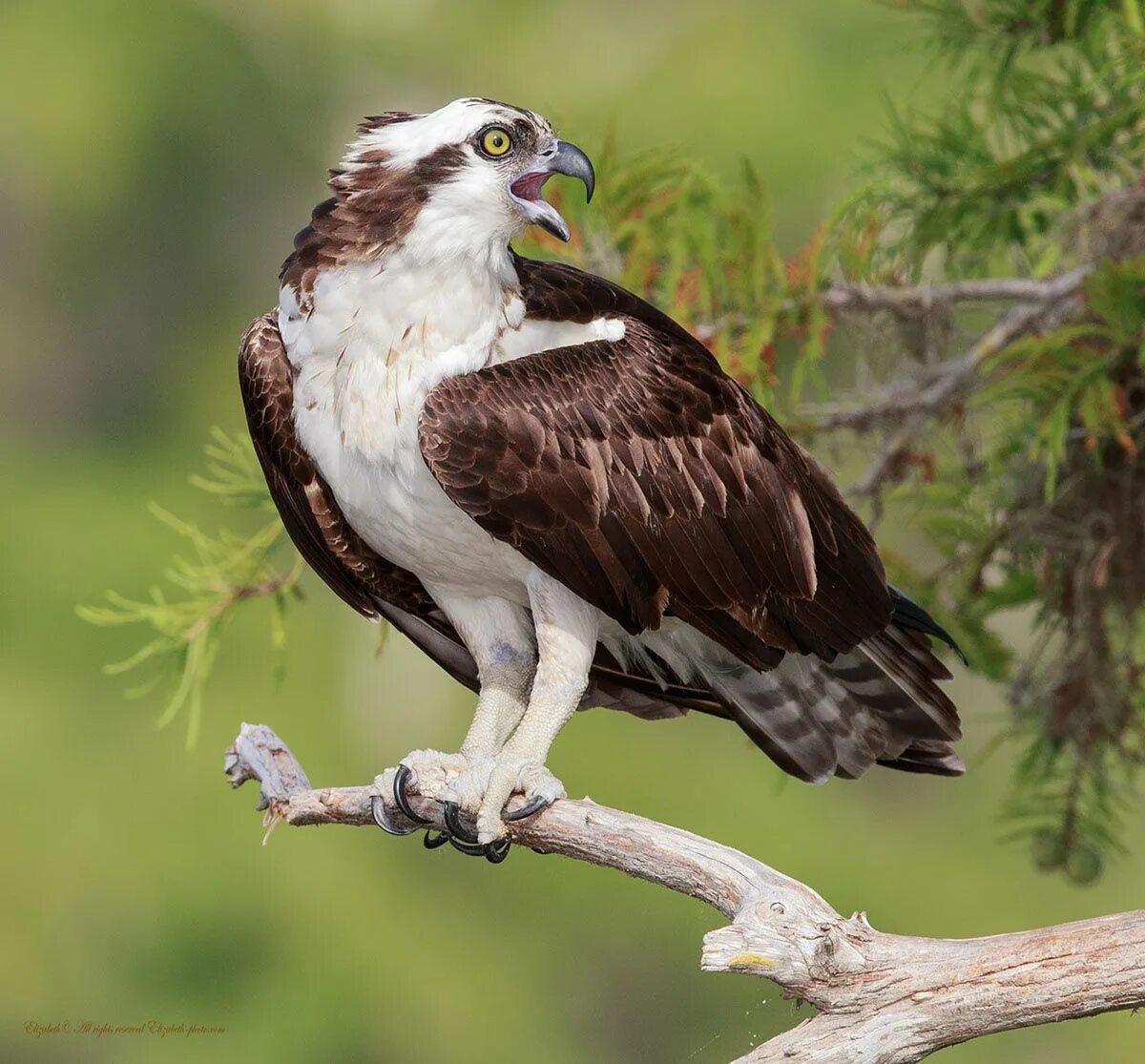 Птица скопа фото и описание Osprey by Elizabeth E. Animals, Pet birds, Osprey bird