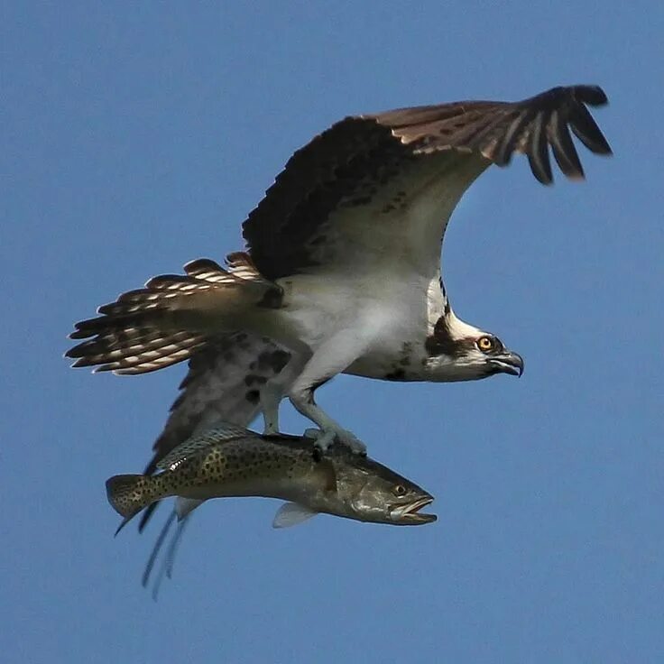 Птица скопа фото и описание U.S. Fish and Wildlife Service on Instagram: "#Uber #osprey? These birds will so