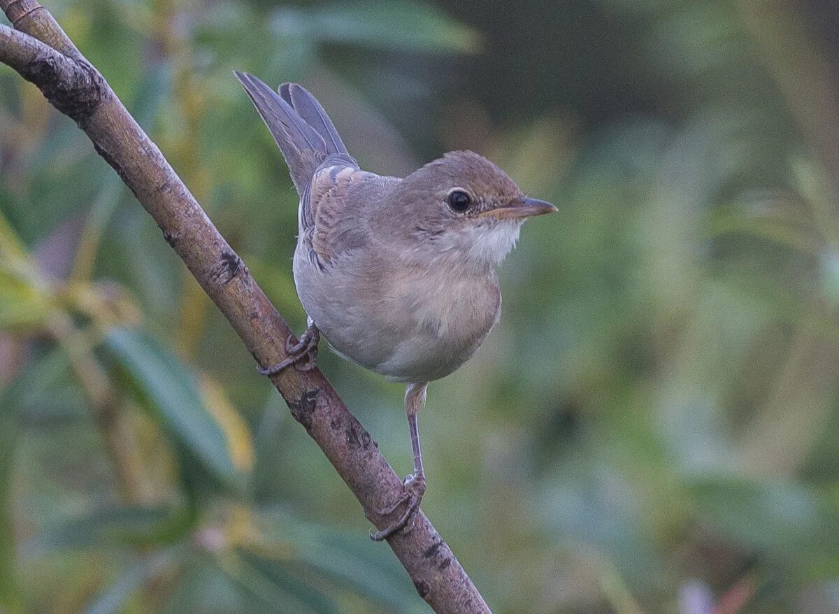 Птица славка фото и описание Common Whitethroat (Sylvia communis). Birds of Siberia.