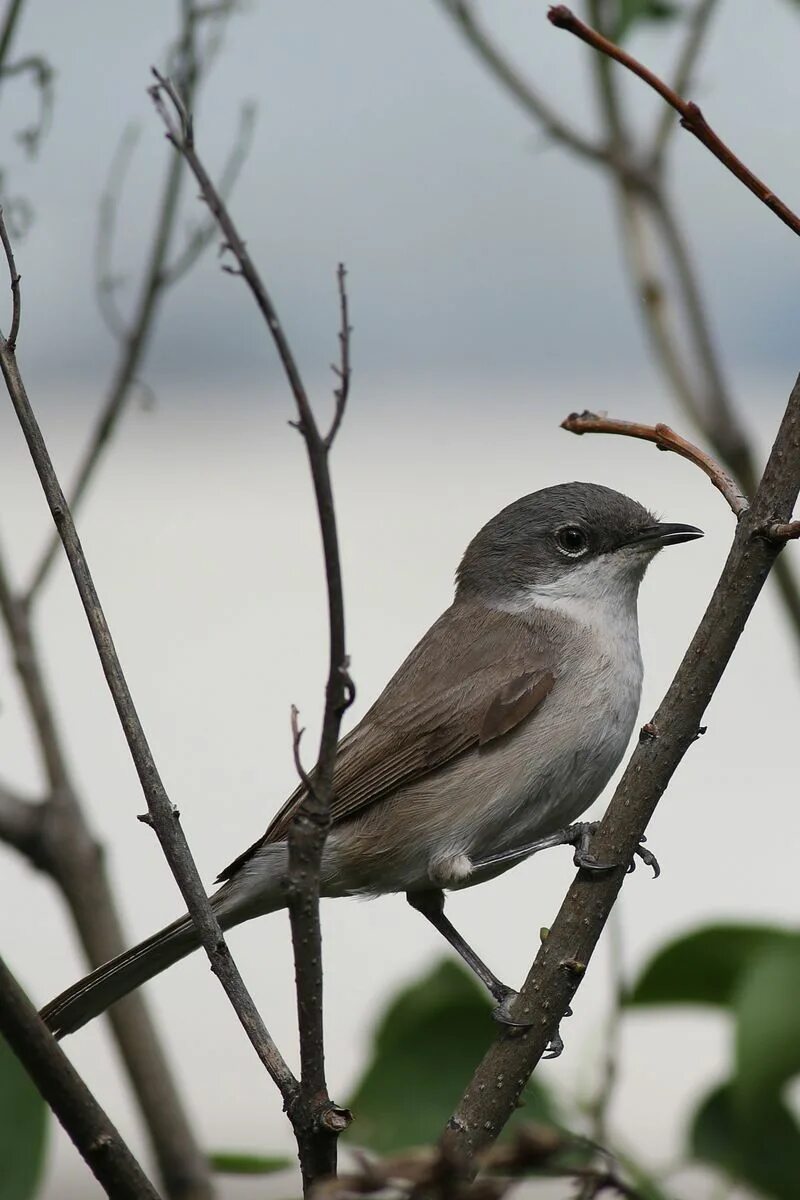 Птица славка фото и описание Lesser Whitethroat (Sylvia curruca). Birds of Siberia.