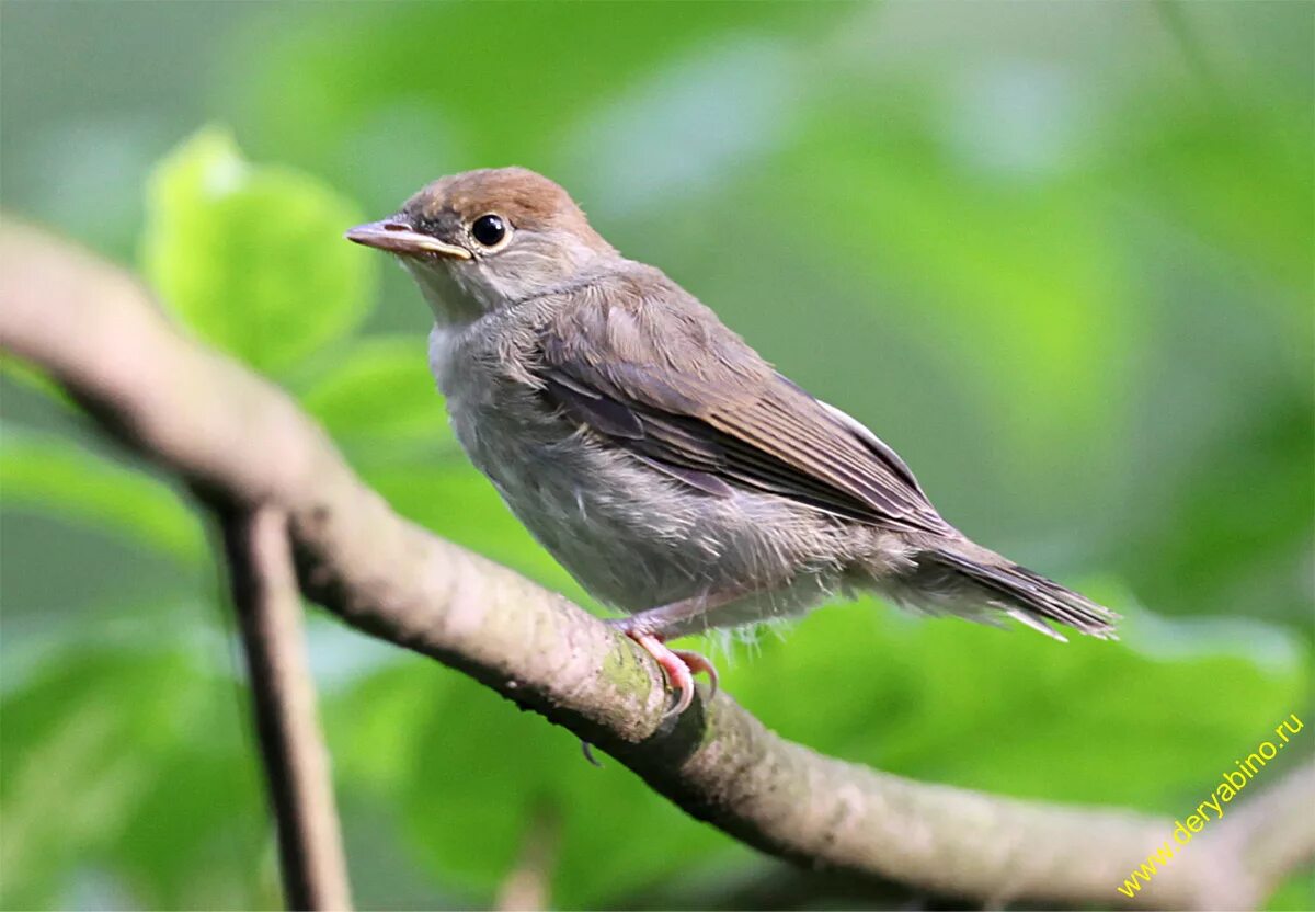 Птица славка фото и описание Черноголовая славка Sylvia atricapilla Blackcap