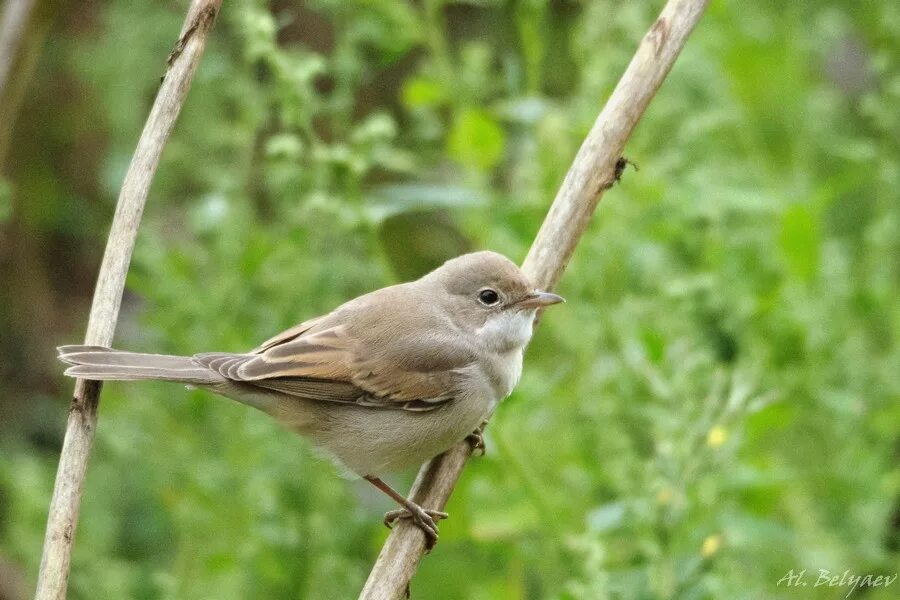 Птица славка садовая фото Серая славка (Sylvia communis). Птицы Сибири.