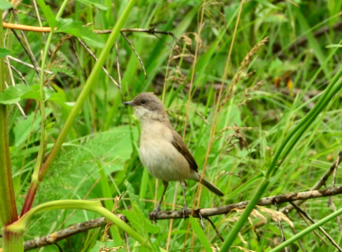 Птица славка садовая фото Lesser Whitethroat (Sylvia curruca). Birds of Siberia.