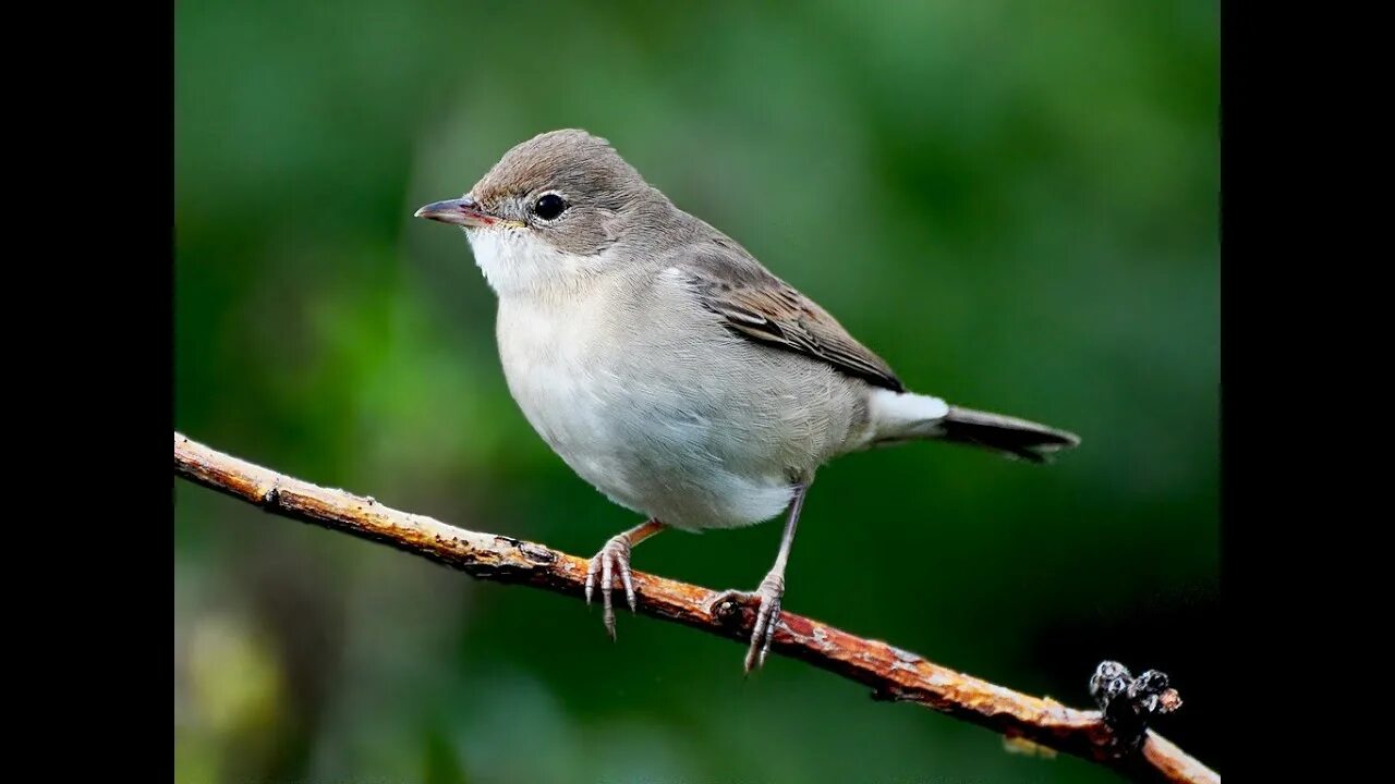 Птица славка садовая фото Серая славка/Grey Warbler - YouTube