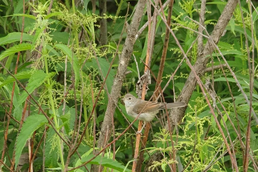 Птица славка садовая фото Common Whitethroat (Sylvia communis). Birds of Siberia.