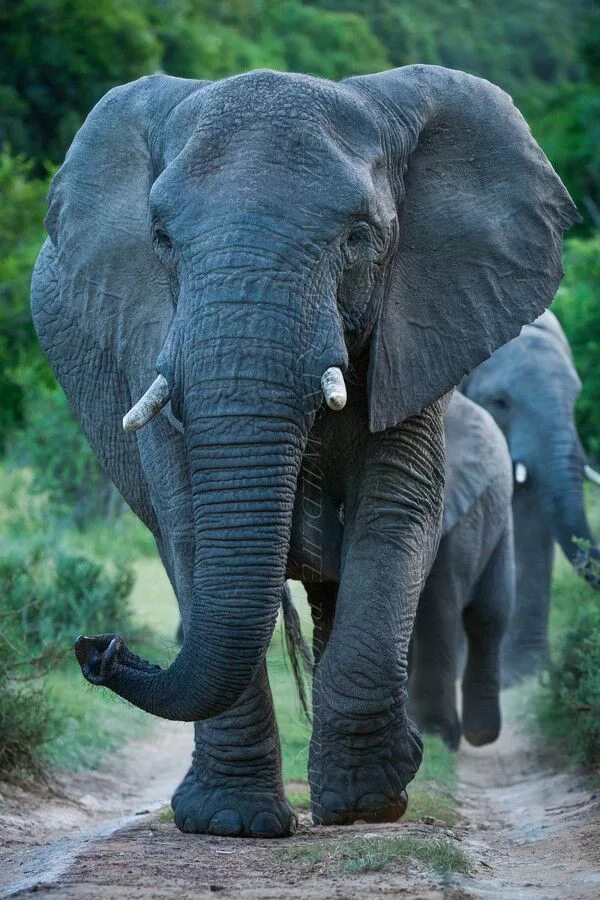 Птица слон фото The Matriarch by Nelis Wolmarans Elephant, Elephant love, Elephants photos