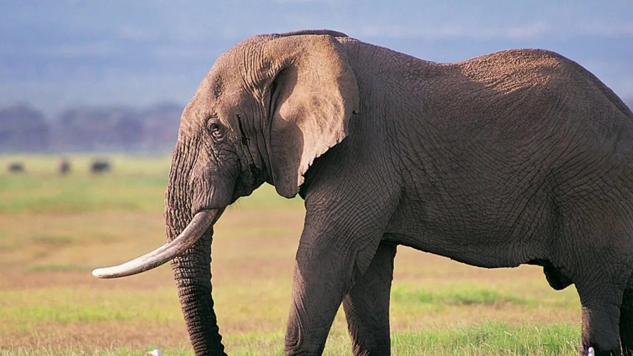 Птица слон фото #CuriosandoConCiso 1 curiosità sugli animali, povero elefante! - YouTube