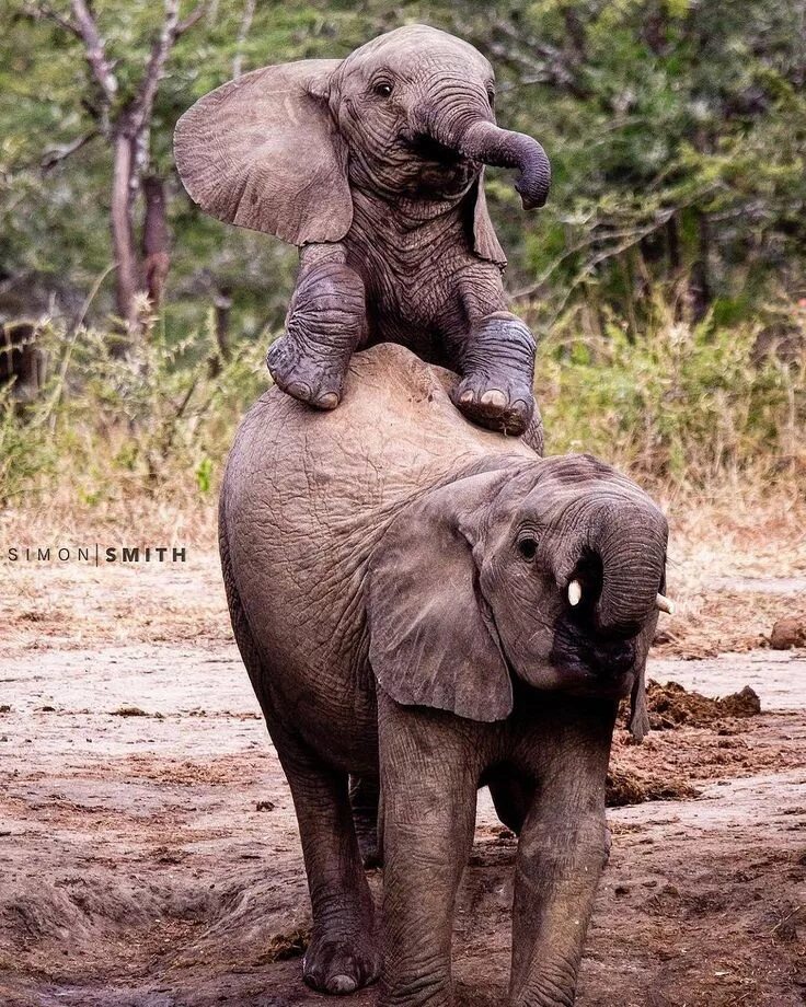 Птица слон фото Pin by George Eisele on Magnificent Elephants Pet birds, Elephant, Animals