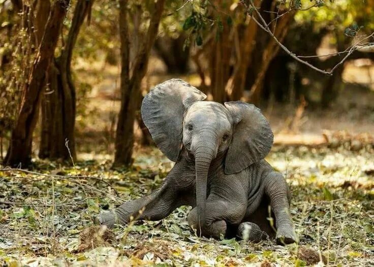 Птица слон фото Pin by Joanne Guevara on Elephants Elephant, Animals beautiful, Elephants photos