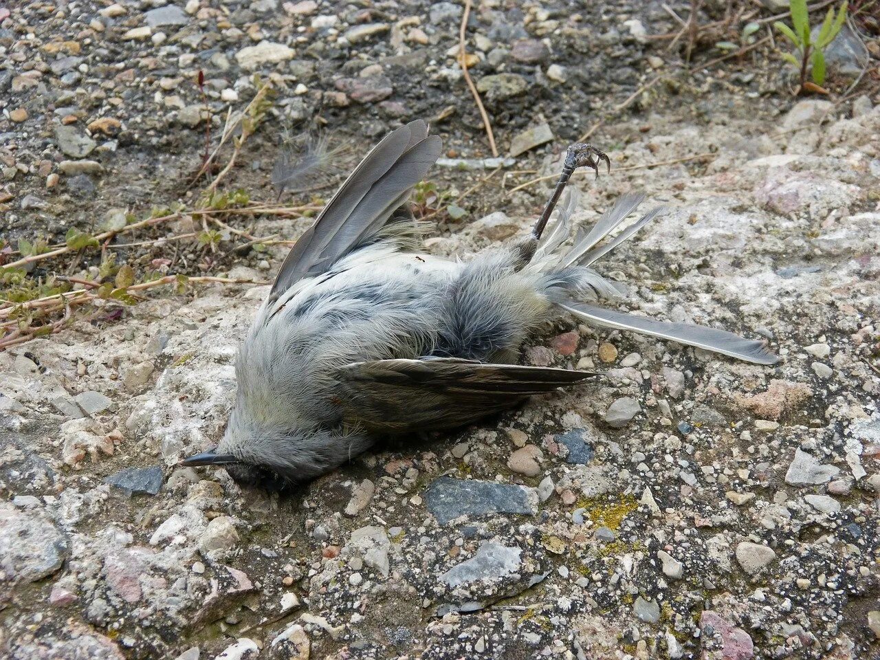 Птица смерти фото Thousands of Birds Mysteriously Drop Dead in New Mexico : ENVIRONMENT & CLIMATE 