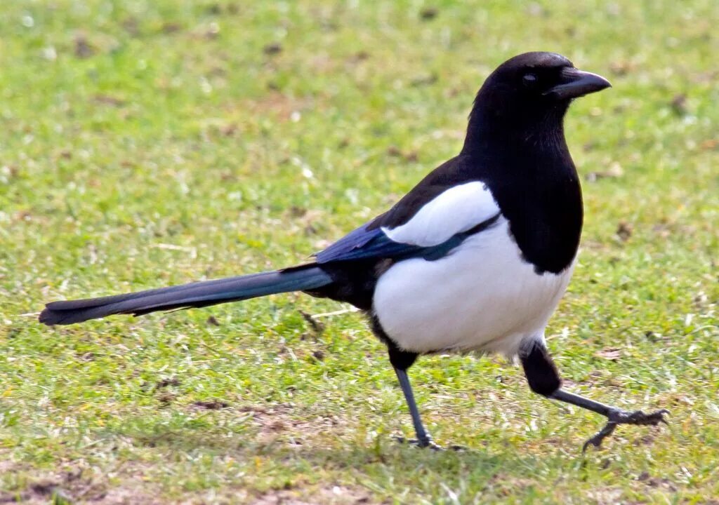 Птица сорока фото и описание Magpie Magpie, Bird identification, Bird