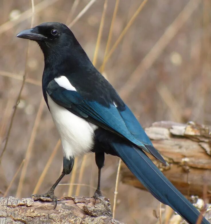 Птица сорока фото и описание Black Billed Magpie Pet birds, Colorful birds, Magpie