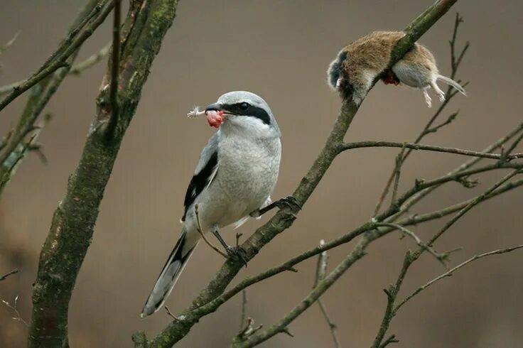 Птица сорокопут фото и описание klapekster Animals, Wildlife, Bird