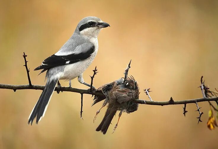 Птица сорокопут фото и описание Shrike, the Butcher Bird. Alcaudón. El carnicero Weird animals, Bird, Birds