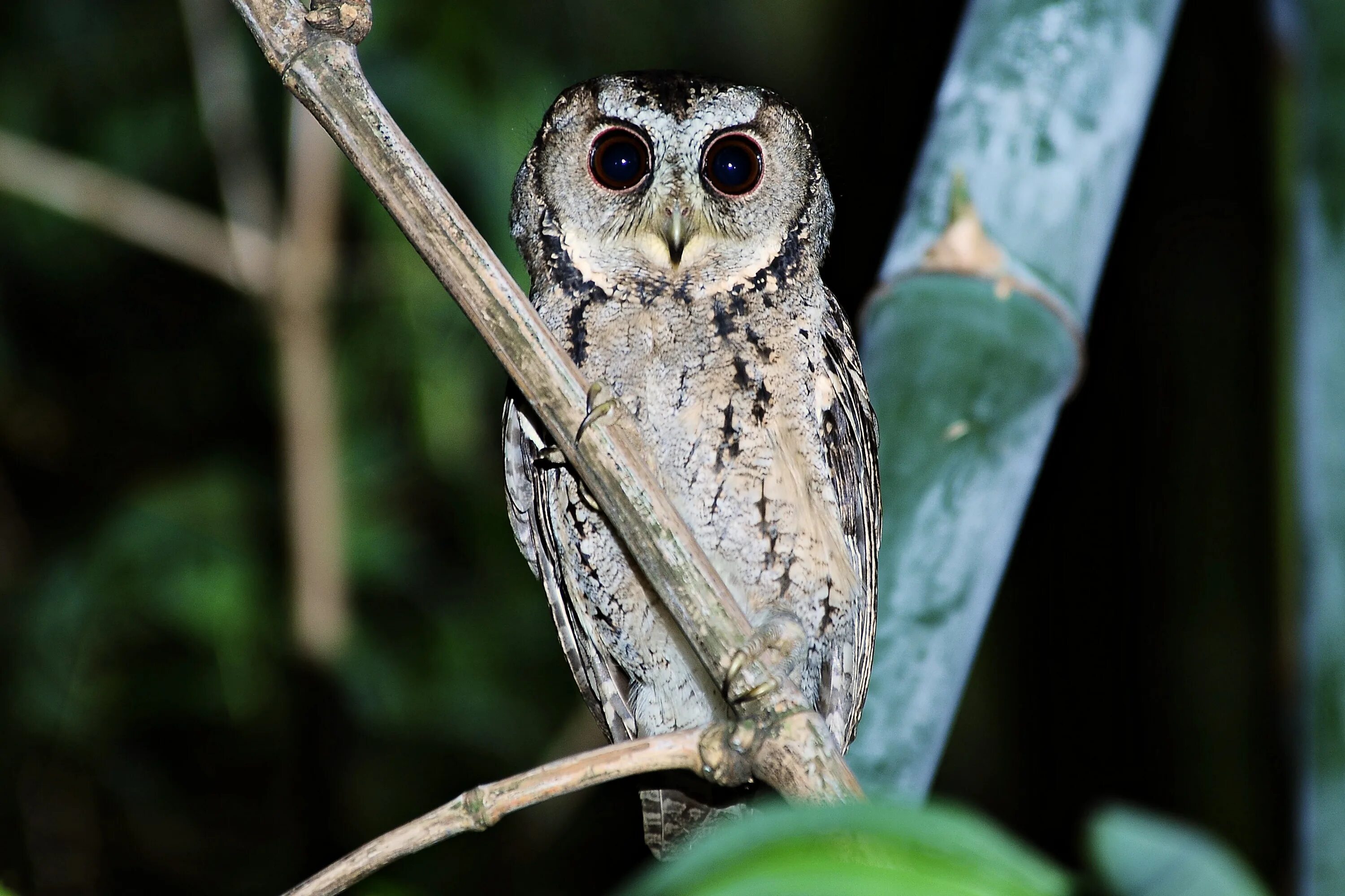 Птица совка фото Файл:Collared Scops Owl(Otus lettia) by Jack Walf .jpg - Википедия