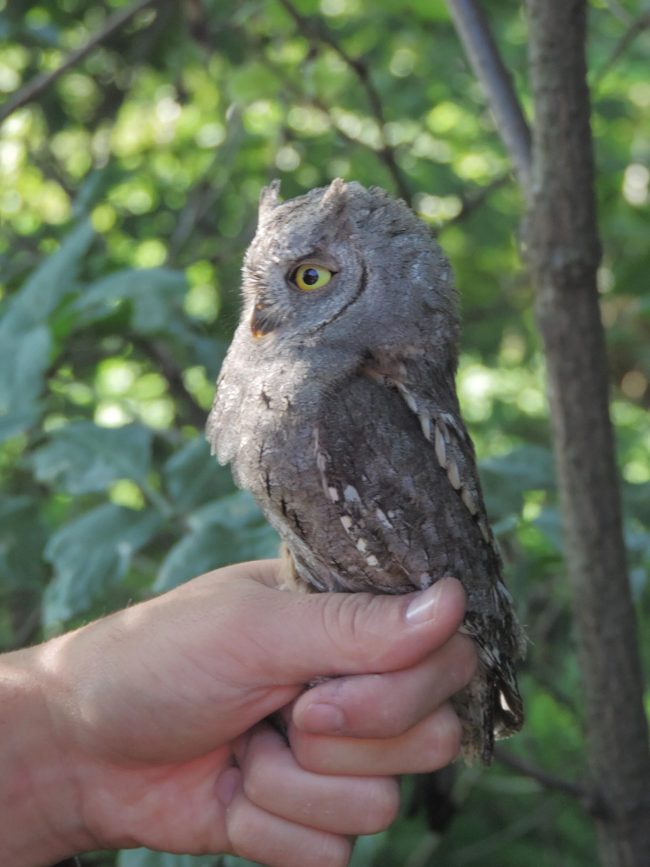 Птица совка фото File:Petit-duc scops - Otus scops.JPG - Wikimedia Commons