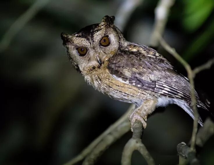 Птица совка фото 13. Indian Scops-owl (Otus bakkamoena) found in the southern regions of Asia fro