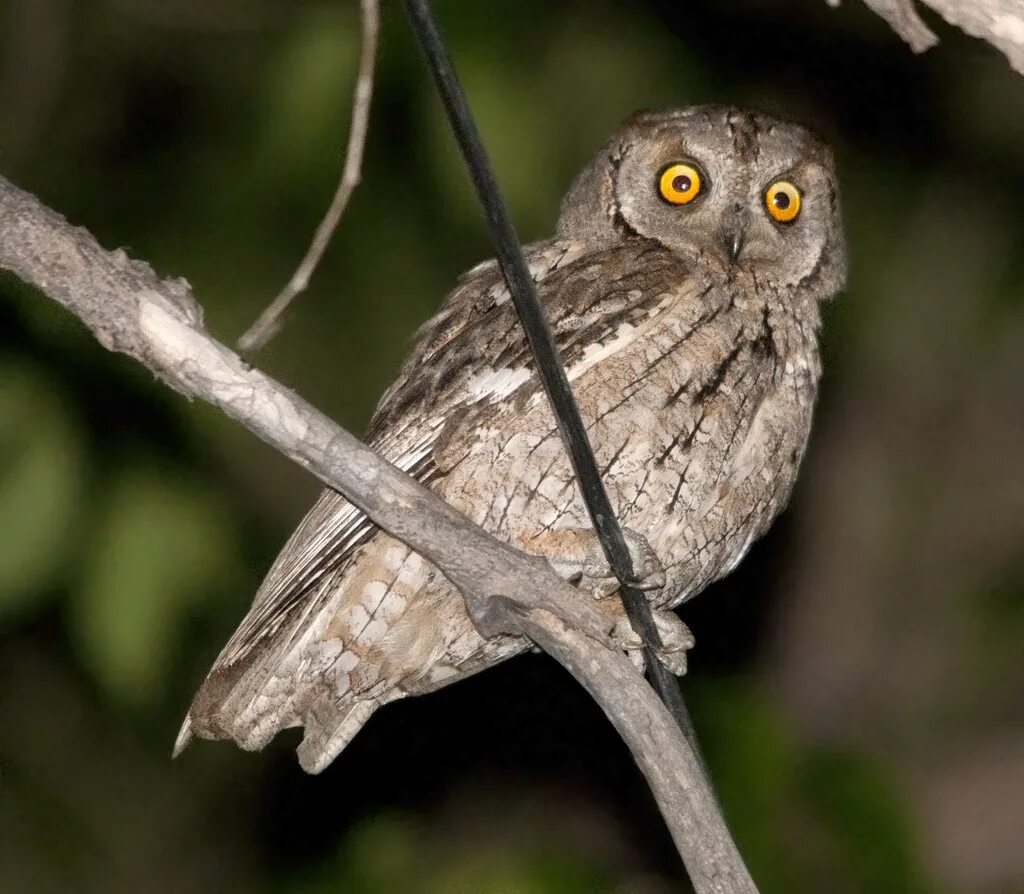 Птица совка фото Scops Owl Eurasian Scops Owl - Otus scops - Сплюшка Kazakh. Flickr