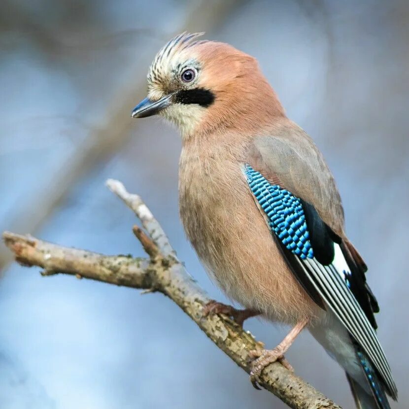 Птица сойка фото и описание размеры Pin by Erzsébet Kovács on Madárdal Ornithology, Birds, Bird