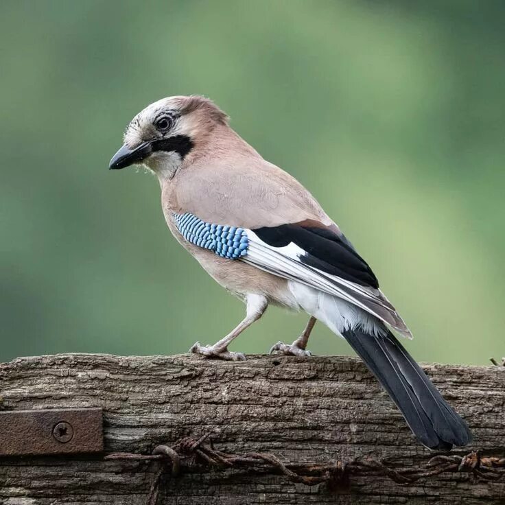 Птица сойка фото и описание размеры Eurasian Jay on Wildlife Hide