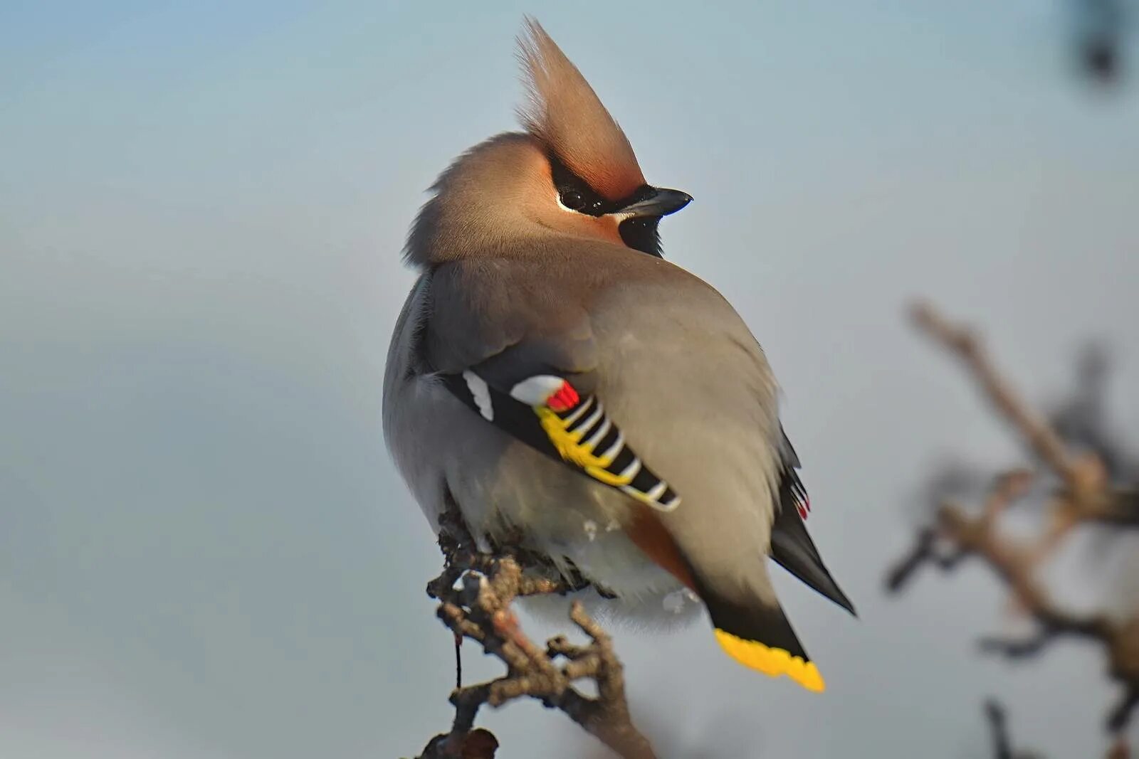 Птица свиристель фото и описание как выглядит Свиристель (Bombycilla garrulus). Птицы Сибири.