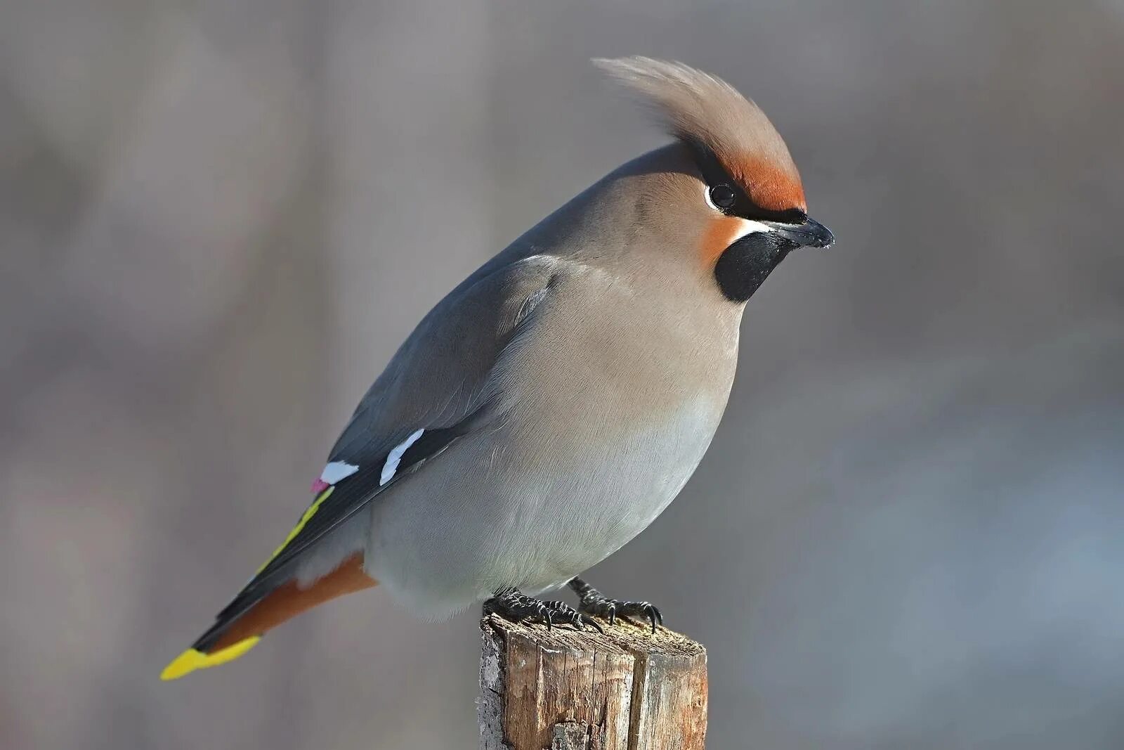 Птица свиристель фото и описание как выглядит Свиристель (Bombycilla garrulus). Птицы Сибири.