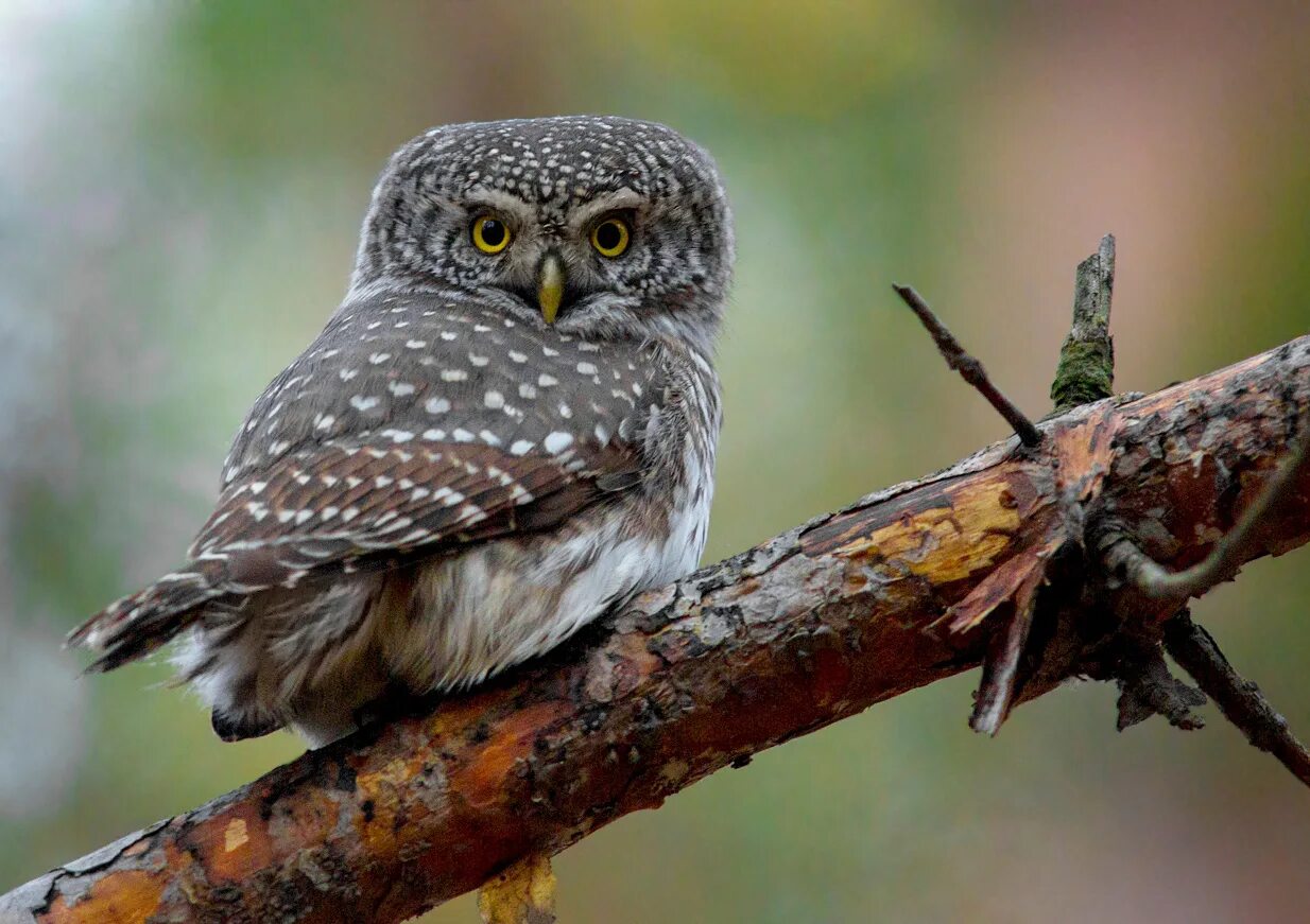 Птица сыч фото и описание Eurasian Pygmy-Owl (Glaucidium passerinum). Birds of Siberia.